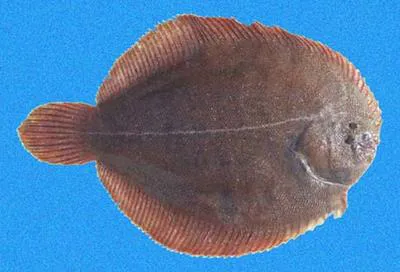 Brown sole (Achirus klunzingeri)