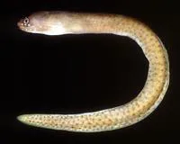 Brown spotted moray (Gymnothorax fuscomaculatus)