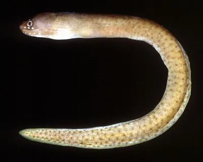 Brown spotted moray (Gymnothorax fuscomaculatus)