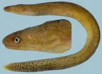 Brown spotted snake moray (Uropterygius fuscoguttatus)