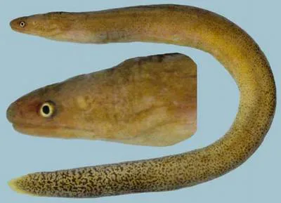 Brown spotted snake moray (Uropterygius fuscoguttatus)