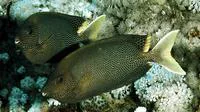Brown-spotted spinefoot (Siganus stellatus)