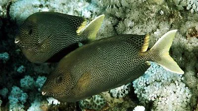 Brown-spotted spinefoot (Siganus stellatus)