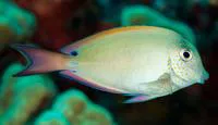 Brown surgeonfish (Acanthurus nigrofuscus)