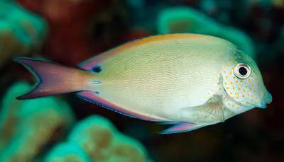 Brown surgeonfish (Acanthurus nigrofuscus)