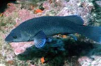 Brown wrasse (Labrus merula)