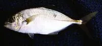 Brownback trevally (Carangoides praeustus)