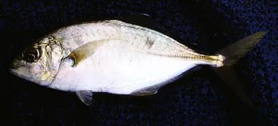 Brownback trevally (Carangoides praeustus)