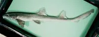 Brownbanded bambooshark (Chiloscyllium punctatum)