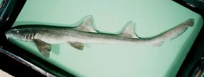 Brownbanded bambooshark (Chiloscyllium punctatum)