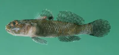 Brownboy goby (Bathygobius laddi)