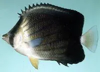 Brownburnie (Chaetodon blackburnii)