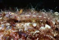 Browncheek blenny (Acanthemblemaria crockeri)