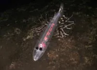 Brownsnout spookfish (Dolichopteryx longipes)