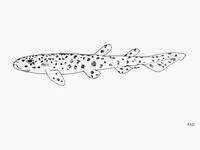 Brownspotted catshark (Scyliorhinus garmani)