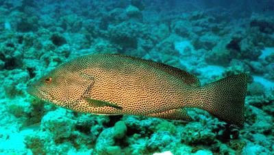 Brownspotted grouper (Epinephelus chlorostigma)