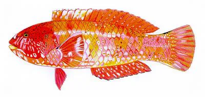 Brownspotted wrasse (Notolabrus parilus)