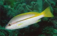 Brownstripe red snapper (Lutjanus vitta)