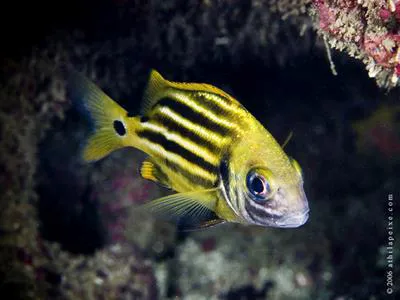 Brownstriped grunt (Anisotremus moricandi)