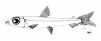 Bruce's argentine (Argentina brucei)