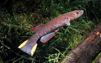 Bruening's killi (Scriptaphyosemion brueningi)