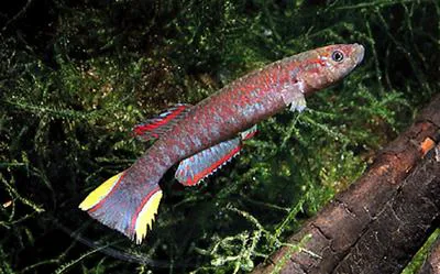 Bruening's killi (Scriptaphyosemion brueningi)