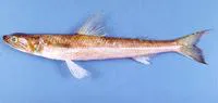 Brushtooth lizardfish (Saurida undosquamis)