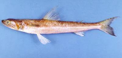 Brushtooth lizardfish (Saurida undosquamis)