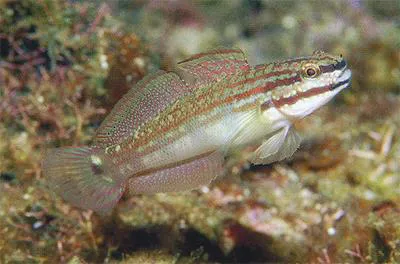 Buan goby (Amblygobius buanensis)
