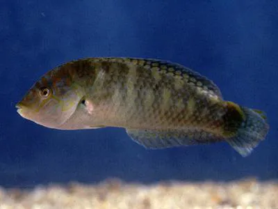 Bubblefin wrasse (Halichoeres nigrescens)