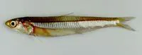 Buccaneer anchovy (Encrasicholina punctifer)