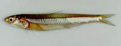 Buccaneer anchovy (Encrasicholina punctifer)