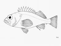 Buccaneer rockfish (Sebastes exsul)