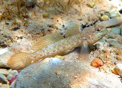 Bucchich's goby (Gobius bucchichi)