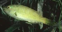 Bucktooth parrotfish (Sparisoma radians)