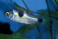 Bucktooth tetra (Exodon paradoxus)