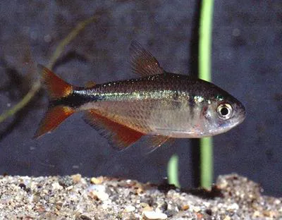Buenos Aires tetra (Hyphessobrycon anisitsi)
