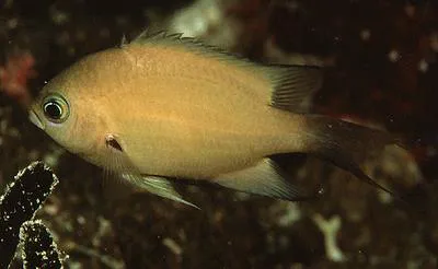 Buff chromis (Chromis xutha)