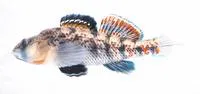 Buffalo darter (Etheostoma bison)