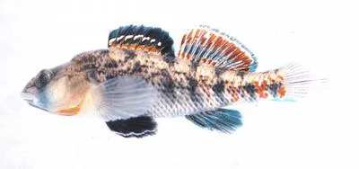 Buffalo darter (Etheostoma bison)