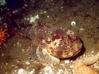 Buffalo sculpin (Enophrys bison)