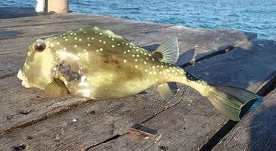 Buffalo trunkfish (Lactophrys trigonus)