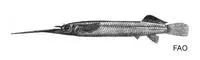 Buffon's river-garfish (Zenarchopterus buffonis)