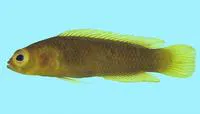 Bugeye dottyback (Amsichthys knighti)