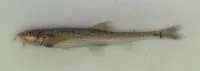 Bukhara stone loach (Dzihunia amudarjensis)