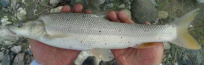 Bulatmai barbel (Luciobarbus capito)