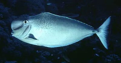 Bulbnose unicornfish (Naso tonganus)