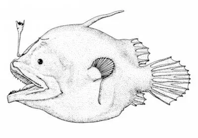 Bulbous dreamer (Oneirodes eschrichtii)