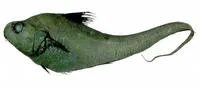 Bulbous rattail (Kuronezumia bubonis)