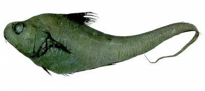 Bulbous rattail (Kuronezumia bubonis)